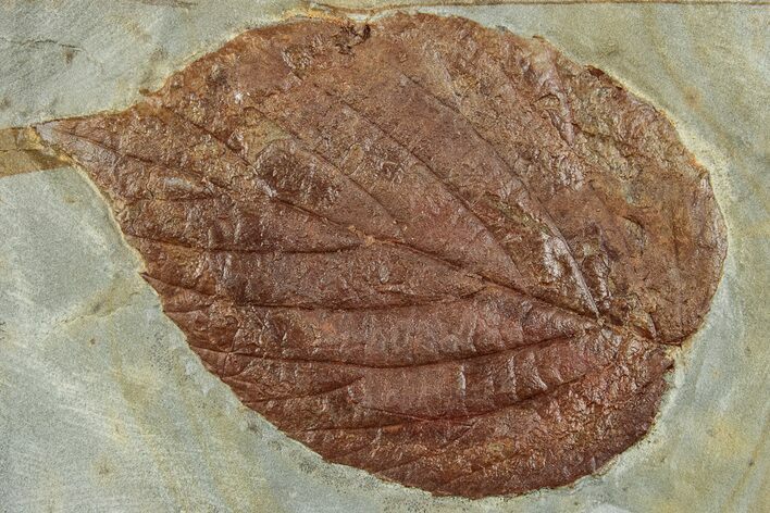 Fossil Leaf (Beringiaphyllum) - Montana #262322